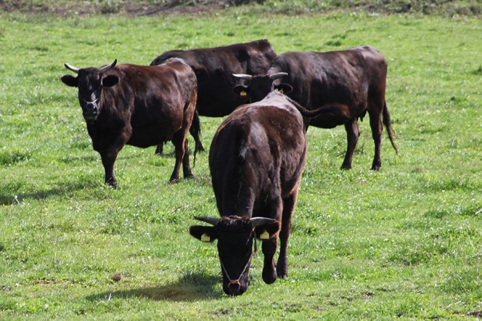 Thịt bò đen Kagoshima