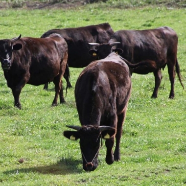 Thịt bò đen Kagoshima