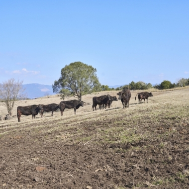 Trang trại Fujimine
